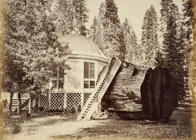 Der Pavillon auf dem Baumstumpf, 28 Fuß Durchmesser von Carleton Watkins