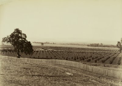 [Junger Obstgarten, Palermo, Butte County] von Carleton Watkins