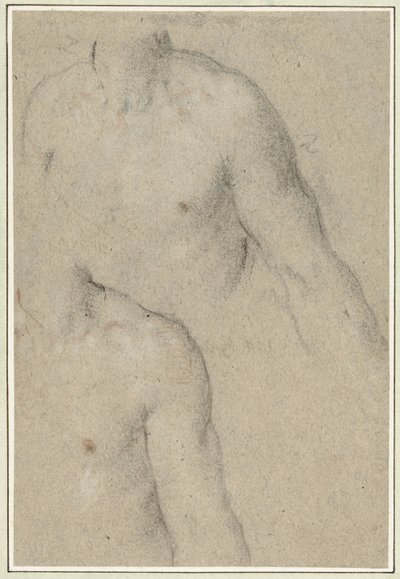 Zwei Studien des Torsos eines jungen Mannes von Carlo Caliari