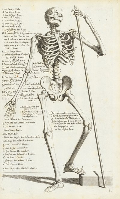 Anatomische Studie des menschlichen Skeletts von Carlo Cesi von Carlo Cesi