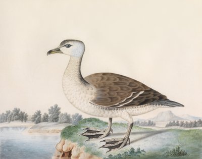 Java-Ente von Caroline Conyers