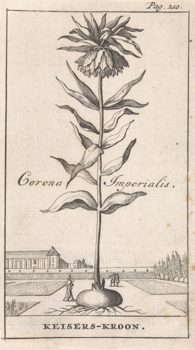 Kaiserkronen von Caspar Luyken