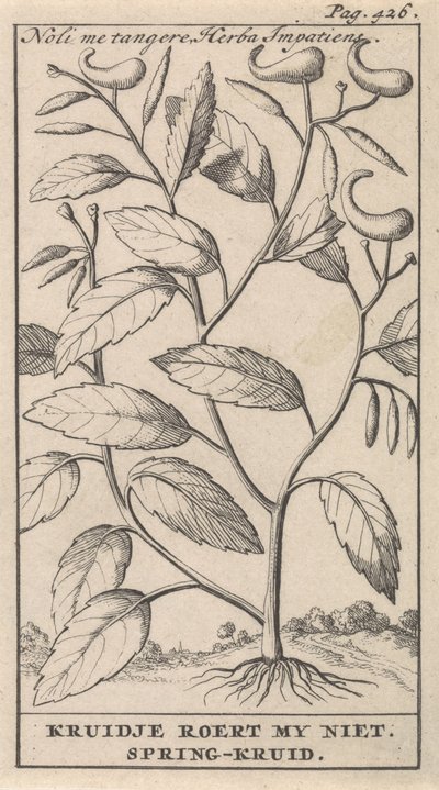 Springkraut von Caspar Luyken