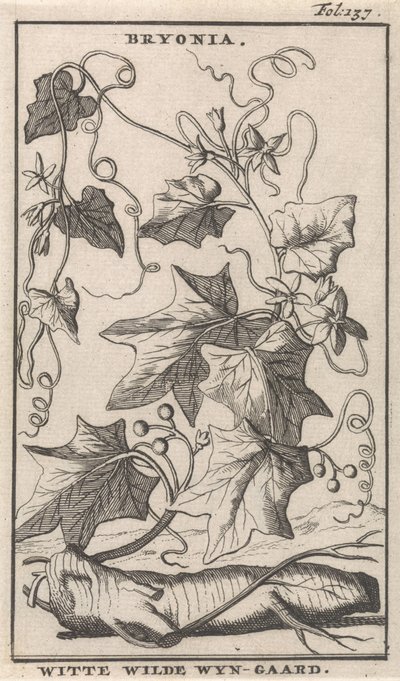 Weiße Zaunrübe von Caspar Luyken