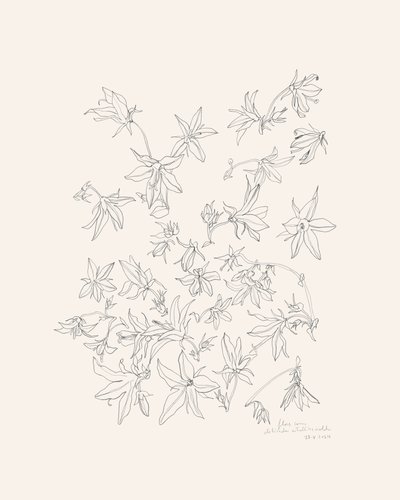 Botanische Blumenstudie von Catalina Somolinos