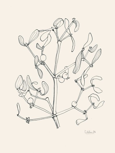 Weihnachtsmistel-Linienkunst von Catalina Somolinos