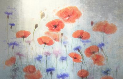 Sanftes Mohnblumenfeld von Catherine Wang