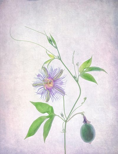 Lebendige Passionsblume von Catherine Wang