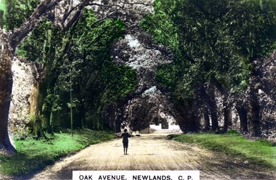 Eichenallee, Newlands, Johannesburg, Gauteng, Südafrika, um 1920er Jahre von Cavenders Ltd