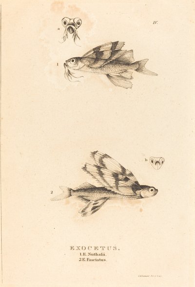 Exocetus von Charles Alexandre Lesueur