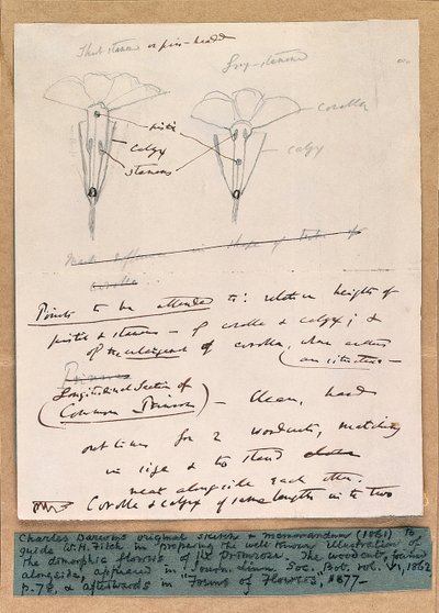 Autographische Skizze der dimorphen Blüten der Primel, 1861 von Charles Darwin