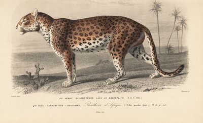Leopard, aus 