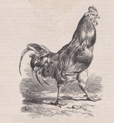 Coq de ferme, race commune, aus Magasin Pittoresque, ca. 1852 von Charles Emile Jacque