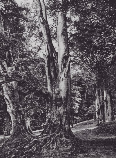 Eine Lichtung im Knole Park (s/w Foto) von Charles Essenhigh Corke
