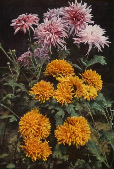Rand-Chrysanthemen von Charles Essenhigh Corke