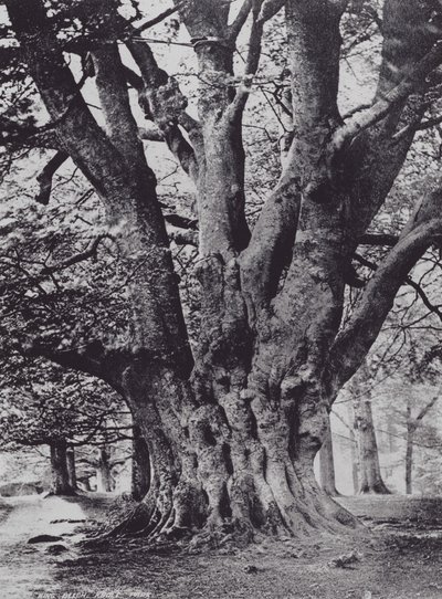 Königsbuche, Knole Park (s/w Foto) von Charles Essenhigh Corke