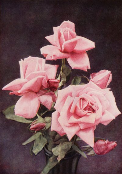 Rose Lady Ashtown von Charles Essenhigh Corke