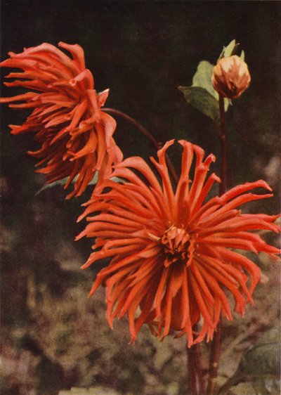Die Kaktus-Dahlie "Brisbane" von Charles Essenhigh Corke