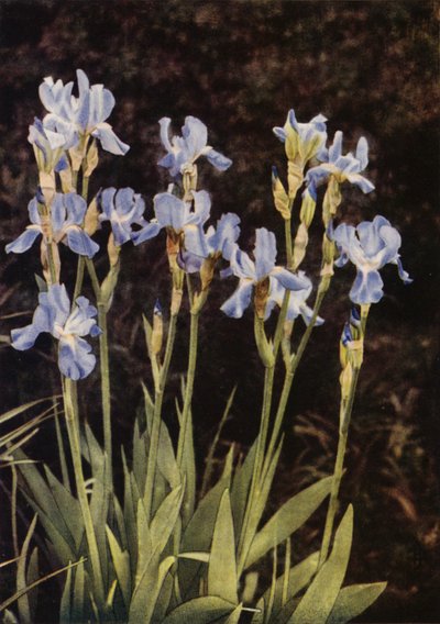 Die Schwertlilie von Charles Essenhigh Corke