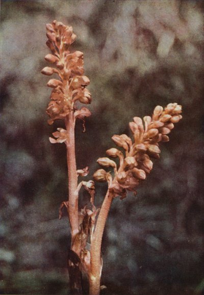 Wildblumen: Vogelnestwurz von Charles Essenhigh Corke