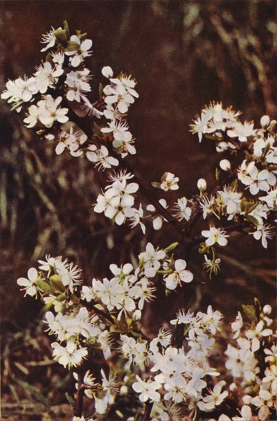 Wildblumen: Schlehdorn von Charles Essenhigh Corke