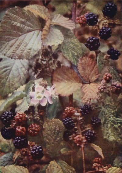Wildblumen: Brombeere von Charles Essenhigh Corke