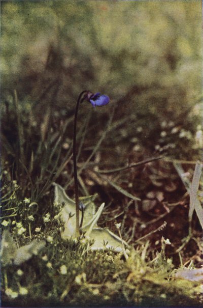 Wildblumen: Fettkraut von Charles Essenhigh Corke