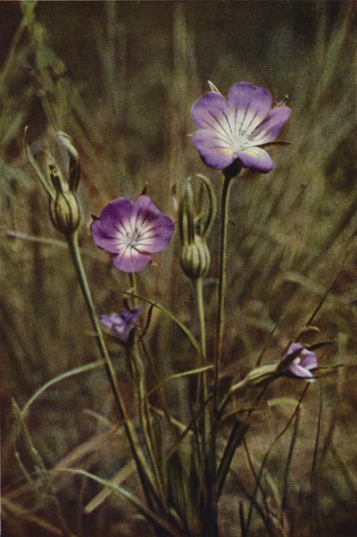 Wildblumen: Kornrade von Charles Essenhigh Corke
