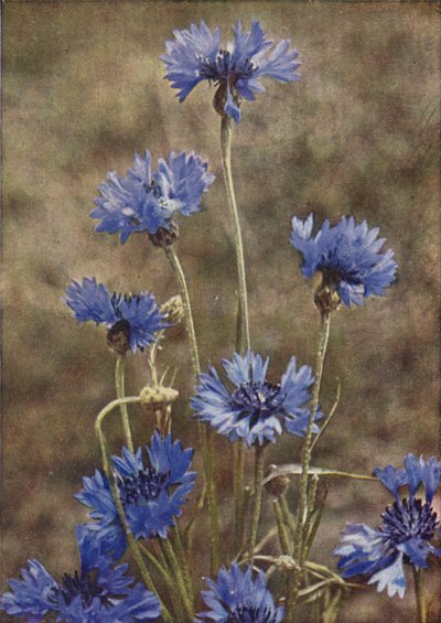 Wildblumen: Kornblume von Charles Essenhigh Corke
