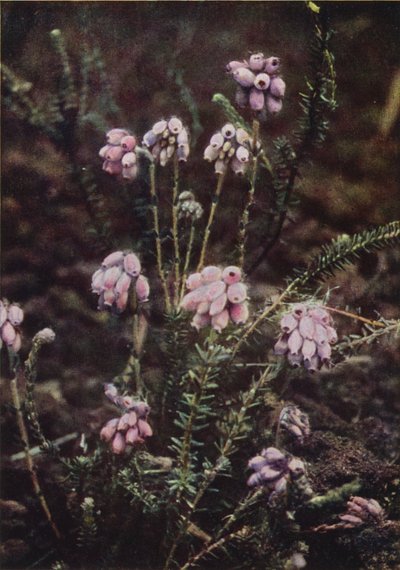 Wildblumen: Kreuzblättrige Heide von Charles Essenhigh Corke