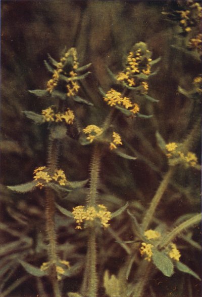 Wildblumen: Kreuzkraut von Charles Essenhigh Corke