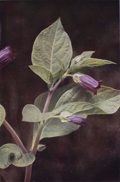 Wildblumen: Tollkirsche von Charles Essenhigh Corke