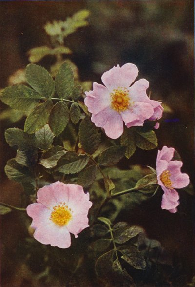 Wildblumen: Hundsrose von Charles Essenhigh Corke