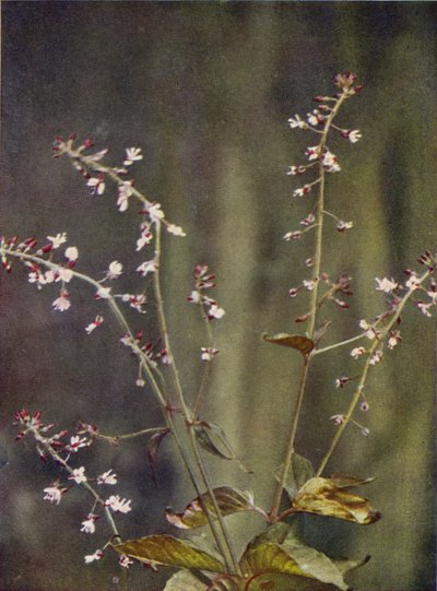 Wildblumen: Hexenkraut von Charles Essenhigh Corke