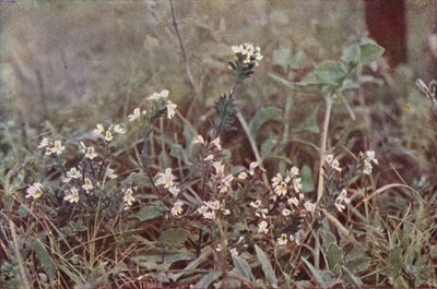 Wildblumen: Augentrost von Charles Essenhigh Corke