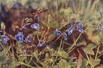 Wildblumen: Gamander-Ehrenpreis von Charles Essenhigh Corke