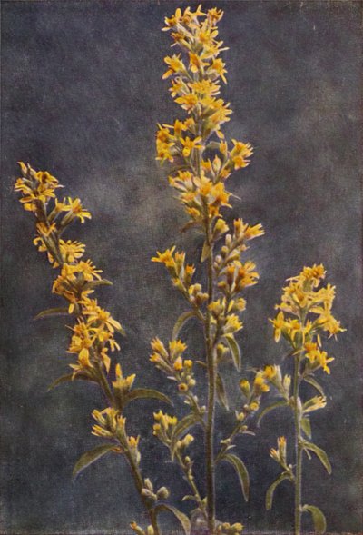 Wildblumen: Goldrute von Charles Essenhigh Corke