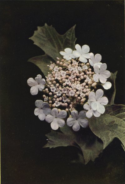 Wildblumen: Schneeball von Charles Essenhigh Corke