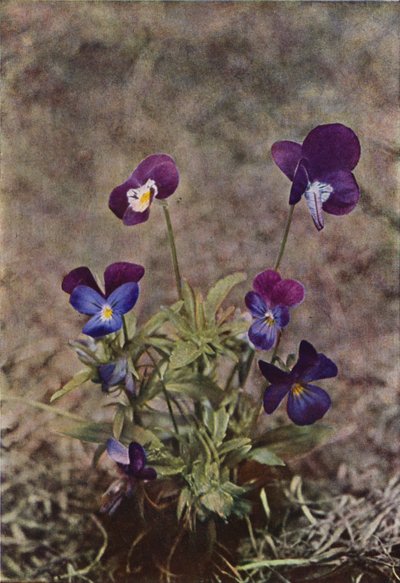 Wildblumen: Stiefmütterchen von Charles Essenhigh Corke