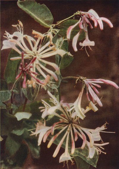 Wildblumen: Geißblatt von Charles Essenhigh Corke