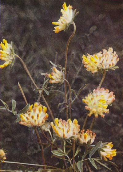 Wildblumen: Wundklee von Charles Essenhigh Corke