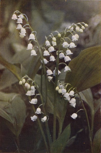Wildblumen: Maiglöckchen von Charles Essenhigh Corke