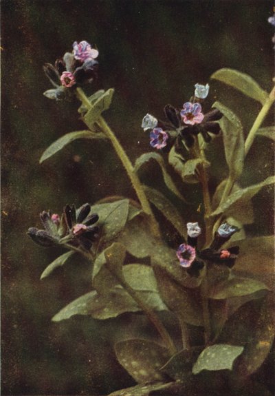 Wildblumen: Lungenkraut (Farbfoto) von Charles Essenhigh Corke