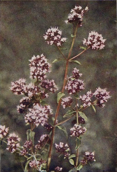 Wildblumen: Majoran von Charles Essenhigh Corke