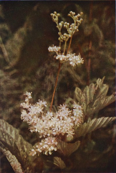 Wildblumen: Mädesüß von Charles Essenhigh Corke