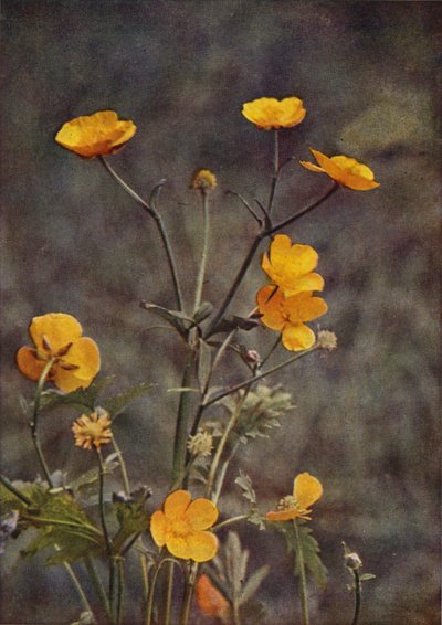 Wildblumen: Wiesen-Butterblume von Charles Essenhigh Corke