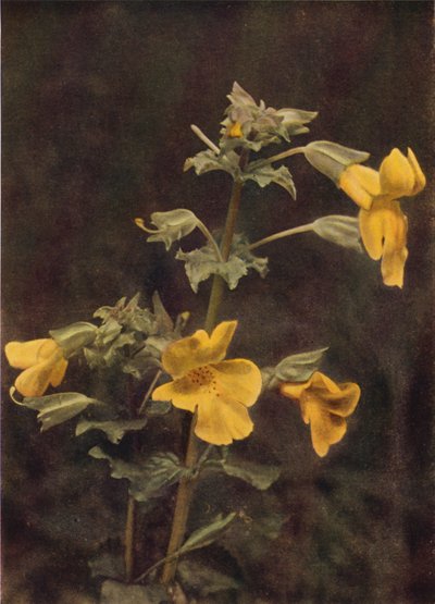 Wildblumen: Gauklerblume von Charles Essenhigh Corke