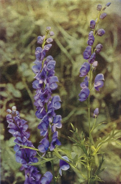 Wildblumen: Eisenhut von Charles Essenhigh Corke