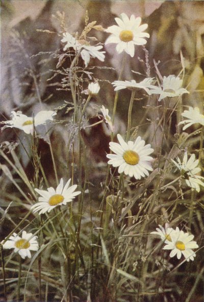 Wildblumen: Margerite von Charles Essenhigh Corke