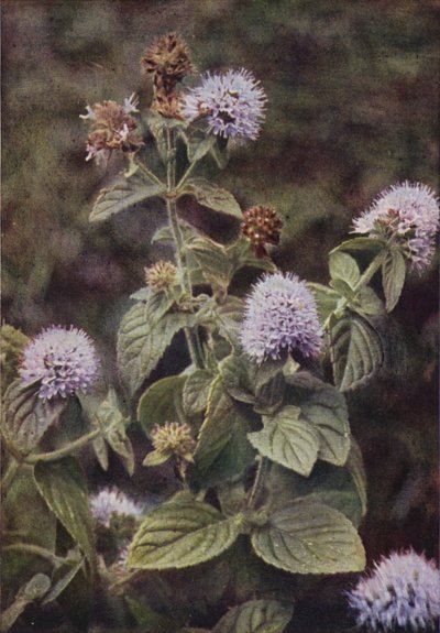 Wildblumen: Pfefferminze von Charles Essenhigh Corke